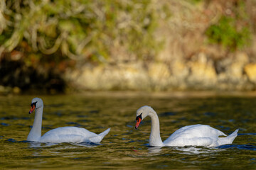 Two graceful mute swans swimming across a tranquil lake. Salt Spring Island, BC Canada