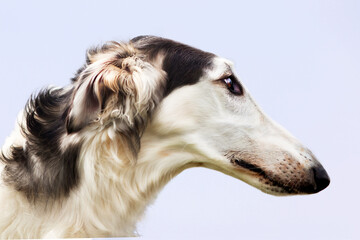 Portrait of a dog, Russian Greyhound, black and white, graceful long muzzle, close-up, against a blue sky. Close-up of a dog's face, shot with a wide-angle lens.