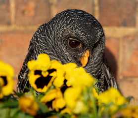 Close-up shot of a black banded owl perched on a vibrant flower bed.