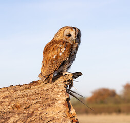 Owl perched atop a wooden log in a bright and sunny environment.