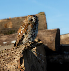 Owl perched atop a wooden log in a bright and sunny environment.