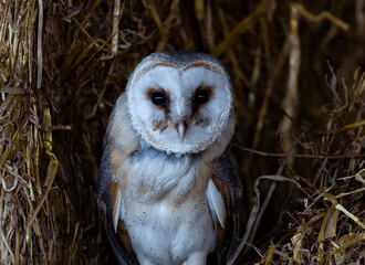 Wise owl perched atop a bundle of straw in a forested area.