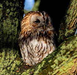 Majestic owl perched atop a tree branch covered in lush green moss.