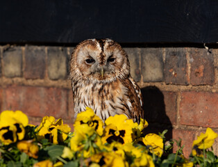 an owl in the shade next to some yellow flowers and a brick wall