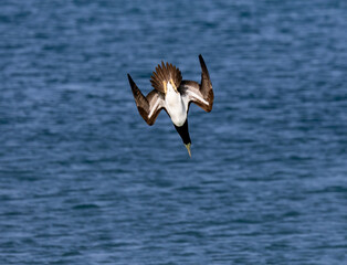 Short-tailed albatross flying above a blue ocean.