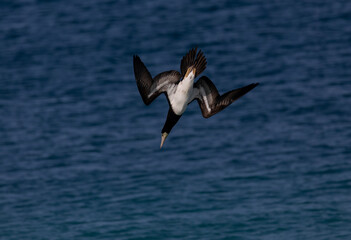 two birds that are in the air near the water and ocean