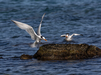 Two royal terns facing each other with their wings outstretched.