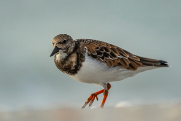 Closeup of a ruddy turnstone on a sandy beach