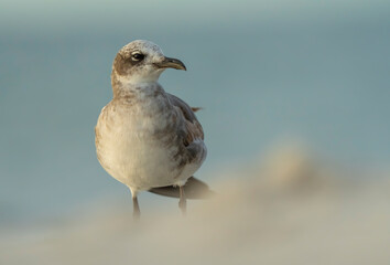 Closeup of a ruddy turnstone on a sandy beach
