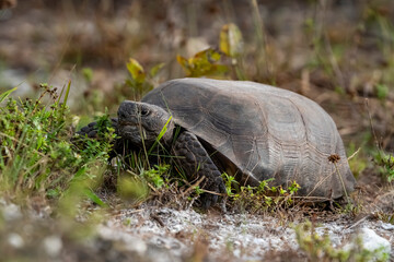 Closeup of Gopher tortoises on green grass in Florida, USA