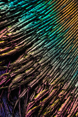 a close up of an open feather tail with a lot of feathers on it