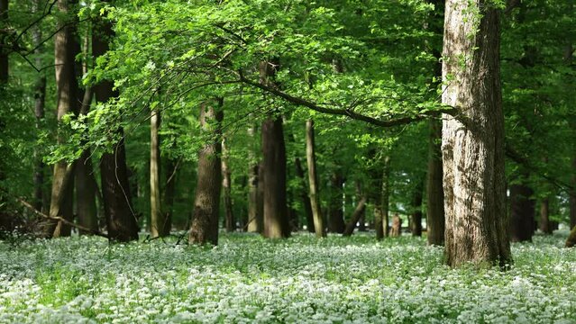 Spring woodland with beech trees and fluttering green leaves in breeze. Forest floor with flowers of wild garlic