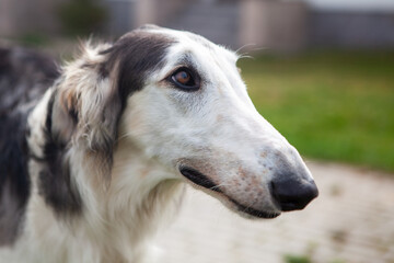 Dog, black and white Russian Greyhound, close-up, against a blurred background of the yard, next to the house. Close-up of a dog's face, shot with a wide-angle lens.