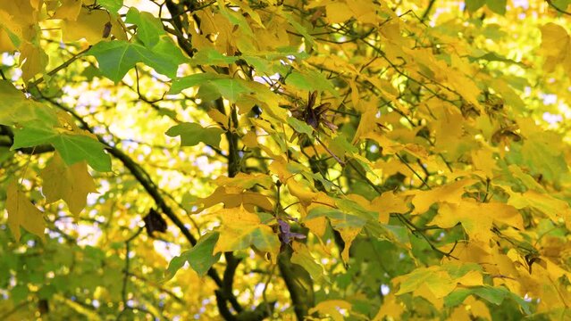 Autumn Leaves Close Up 4K