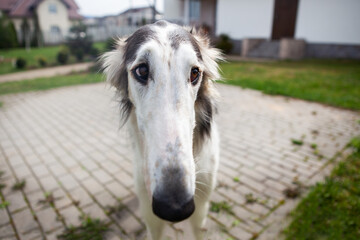 Dog, black and white Russian Greyhound, close-up, against a blurred background of the yard, next to...