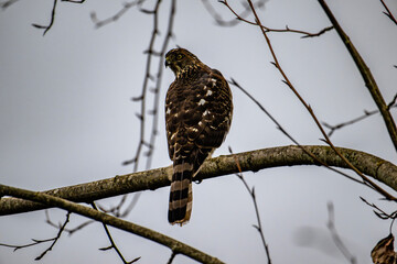 Closeup of a Cooper's Hawk perched on a barren tree branch