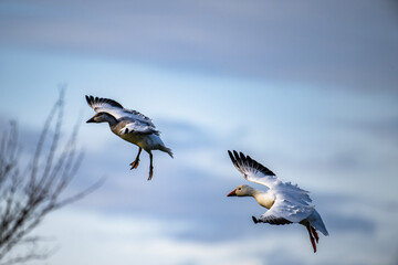 Closeup of two Snow Geese flying in Parksville, Vancouver Island
