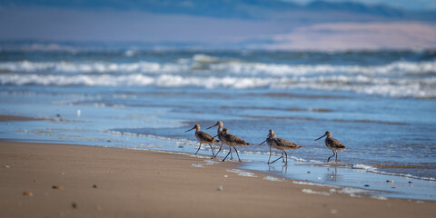 Flock of Godwits (Limosa species) gathered on a sandy beach in the United States