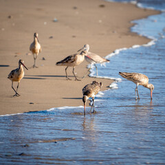 Flock of Godwits (Limosa species) gathered on a sandy beach in the United States