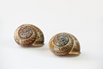 Land snail shell, Arianta arbustorum