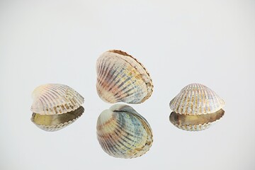 Lagoon cocle, Cerastoderma glaucum, a common saltwater clam, from the Baltic Sea
