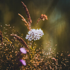 Valerian officinalis flowers in a verdant field of lush green grass and bright pink blossoms