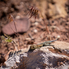 Amazon lava lizard (Tropidurus torquatus) lying atop sun-soaked rocks