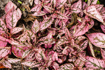 pink leaves plant on the ground