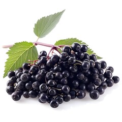elderberry on white background