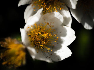 Close-up of an eight-petaled dryad flower with a dark black background
