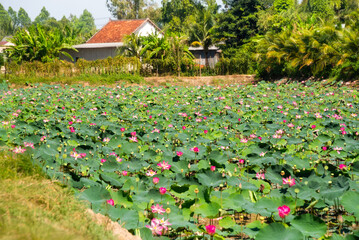 Lotus flower field in Vietnam, Asia and traditional houses