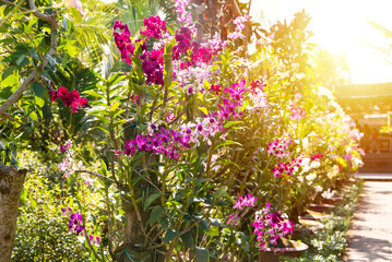 Many orchids blooming in flower garden in Vietnam