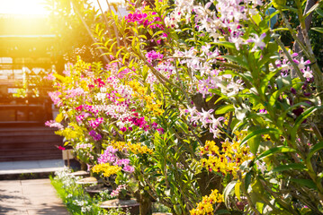 Many orchids blooming in flower garden in Vietnam