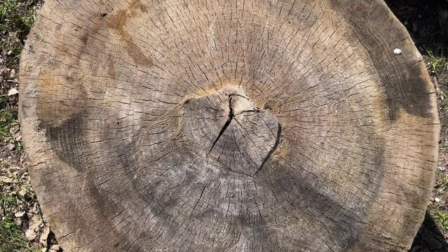 Stump of the old thick tree without bark, top view
