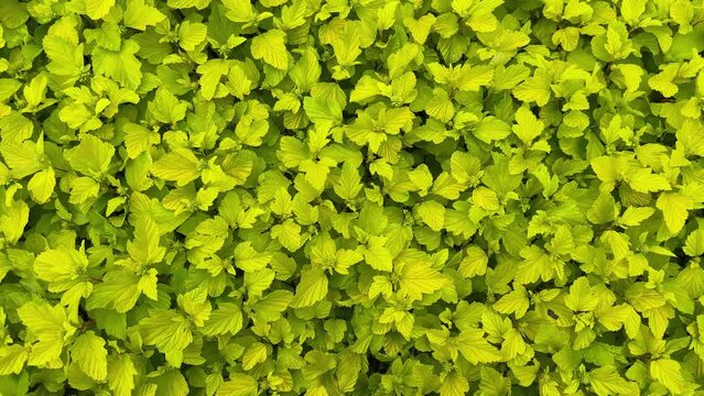 Ninebark bush with young spring leaves in overcast windy weather