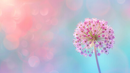 Allium drumstick flower on right, pastel colors, bright copy space