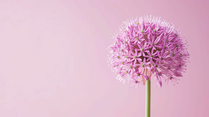 Allium Drumstick Flower with Empty Copy Space in Pastel Colors