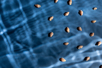 Seashells with underwater shadows on the blue background top view. Copy space