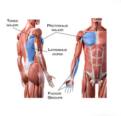 Superficial front arm lines SFAL - teres major, pectoralis major, latissimus dorsi, flexor groupe of the forearm