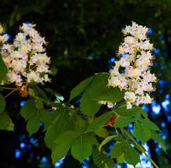 Kwitnące Kasztany   © Wojciech Lisiński