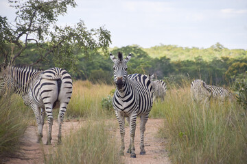 Zebras in a nature reserve in Zimbabwe. 