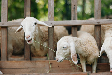 A group of sheep eating grass from a wooden fence in a pen with trees in the background