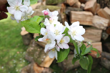 Apfelblüte vor einem Brennholzstapel
