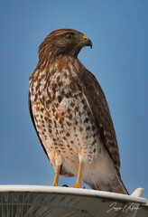 a majestic hawk stands on a street sign under the blue sky