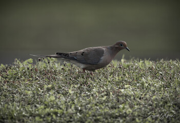the dove is standing by itself on the grass with the water in it