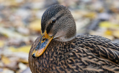 Female mallard head close-up with out-of-focus background