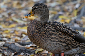 close-up of female mallard with legs on dry land surrounded by autumn leaves.