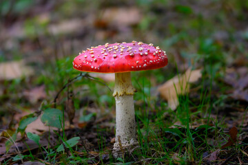 Vibrant red mushroom nestled amongst lush green grass in a picturesque forest in Zoersel, Belgium