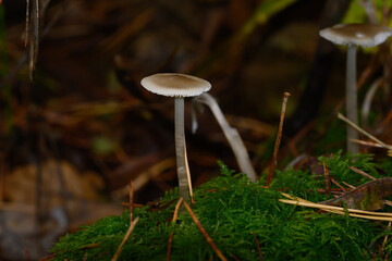 Closeup of an oak leaf fungus growing on a dead tree in Zoersel, Belgium