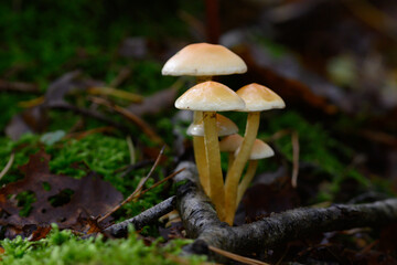 Array of common Sulfur mushrooms growing on a bed of lush moss in a forest in Zoersel, Belgium